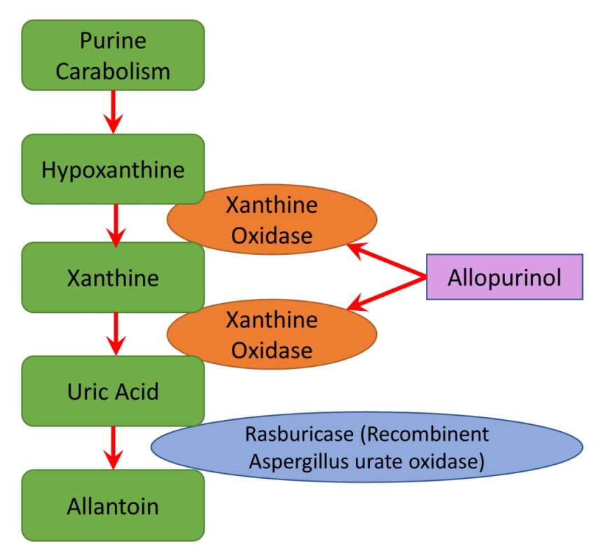 Tumor Lysis Syndrome